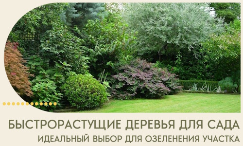 Быстрорастущие деревья для сада идеальный выбор в Калининграде