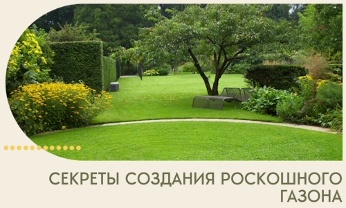 Секреты создания роскошного газона в Калининграде