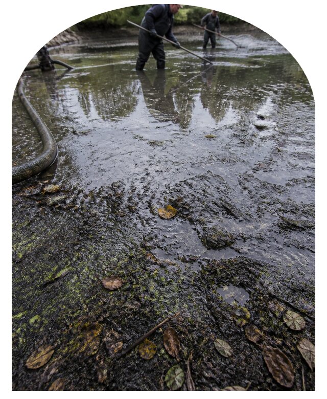 Очистка пруда в Калининграде от ила мусора и водорослей с вывозом